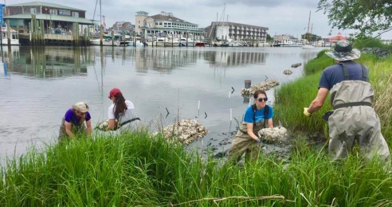A work crew adds to the living shoreline in Lewes using oyster shell bags and environmentally suited logs. All work in Phase 2 was completed in one day.